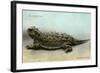 Horned Toad, Fort Davis-null-Framed Art Print