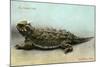 Horned Toad, Fort Davis-null-Mounted Art Print