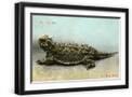 Black Frame