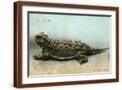 Brown Frame
