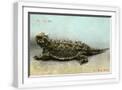 White Frame
