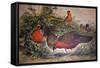Horned Tragopan, 1861-Joseph Wolf-Framed Stretched Canvas