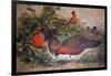 Horned Tragopan, 1861-Joseph Wolf-Framed Giclee Print