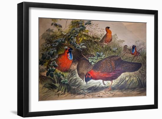 Horned Tragopan, 1861-Joseph Wolf-Framed Giclee Print