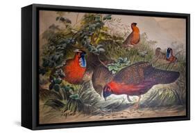 Horned Tragopan, 1861-Joseph Wolf-Framed Stretched Canvas