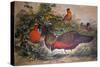 Horned Tragopan, 1861-Joseph Wolf-Stretched Canvas