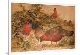 Horned Tragopan (Ceriornis Satyra), C.1851-76-Joseph Wolf-Framed Giclee Print