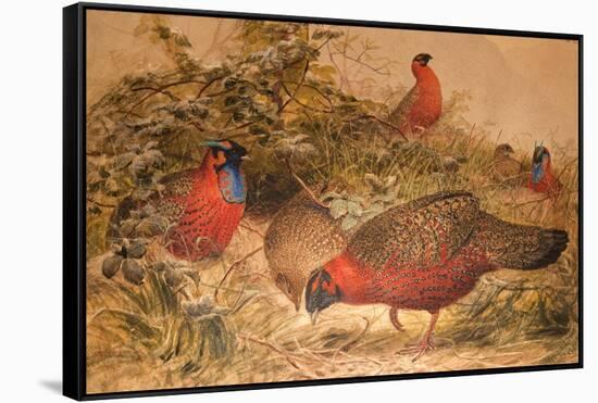 Horned Tragopan (Ceriornis Satyra), C.1851-76-Joseph Wolf-Framed Stretched Canvas