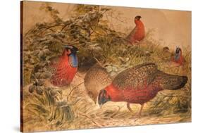 Horned Tragopan (Ceriornis Satyra), C.1851-76-Joseph Wolf-Stretched Canvas