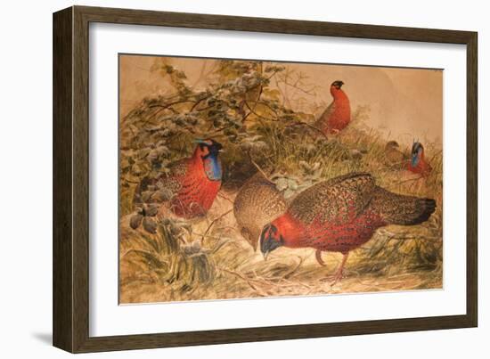 Horned Tragopan (Ceriornis Satyra), C.1851-76-Joseph Wolf-Framed Giclee Print