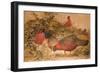 Horned Tragopan (Ceriornis Satyra), C.1851-76-Joseph Wolf-Framed Giclee Print