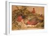 Horned Tragopan (Ceriornis Satyra), C.1851-76-Joseph Wolf-Framed Giclee Print