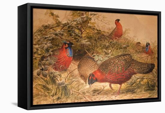 Horned Tragopan (Ceriornis Satyra), C.1851-76-Joseph Wolf-Framed Stretched Canvas