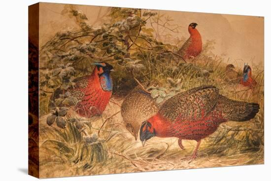 Horned Tragopan (Ceriornis Satyra), C.1851-76-Joseph Wolf-Stretched Canvas