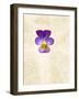 Horned Violets, Violets, Viola Cornuta, Blossom-Axel Killian-Framed Photographic Print