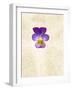 Horned Violets, Violets, Viola Cornuta, Blossom-Axel Killian-Framed Photographic Print