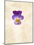 Horned Violets, Violets, Viola Cornuta, Blossom-Axel Killian-Mounted Photographic Print