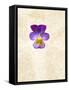 Horned Violets, Violets, Viola Cornuta, Blossom-Axel Killian-Framed Stretched Canvas