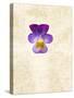 Horned Violets, Violets, Viola Cornuta, Blossom-Axel Killian-Stretched Canvas