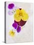 Horned Violets, Violets, Viola Cornuta, Blossoms, Colour-Axel Killian-Stretched Canvas