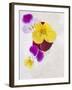 Horned Violets, Violets, Viola Cornuta, Blossoms, Colour-Axel Killian-Framed Photographic Print