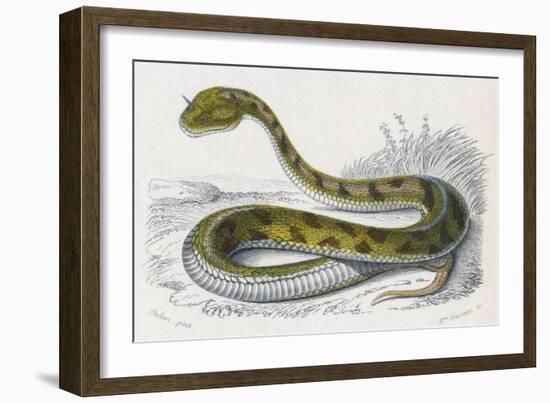 Horned Viper, Egypt, Duhn-Mme Fournier-Framed Art Print