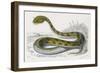 Horned Viper, Egypt, Duhn-Mme Fournier-Framed Art Print