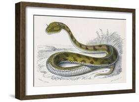 Horned Viper, Egypt, Duhn-Mme Fournier-Framed Art Print