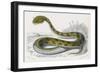 Horned Viper, Egypt, Duhn-Mme Fournier-Framed Art Print