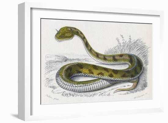 Horned Viper, Egypt, Duhn-Mme Fournier-Framed Art Print