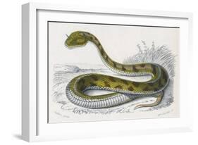 Horned Viper, Egypt, Duhn-Mme Fournier-Framed Art Print