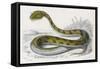 Horned Viper, Egypt, Duhn-Mme Fournier-Framed Stretched Canvas