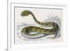 Horned Viper, Egypt, Duhn-Mme Fournier-Framed Premium Giclee Print