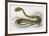 Horned Viper, Egypt, Duhn-Mme Fournier-Framed Premium Giclee Print