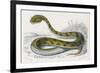 Horned Viper, Egypt, Duhn-Mme Fournier-Framed Premium Giclee Print