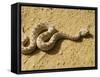 Horned Viper-Nico Tondini-Framed Stretched Canvas