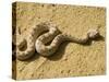 Horned Viper-Nico Tondini-Stretched Canvas