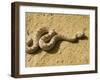 Horned Viper-Nico Tondini-Framed Photographic Print