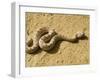 Horned Viper-Nico Tondini-Framed Photographic Print