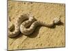 Horned Viper-Nico Tondini-Mounted Photographic Print