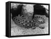 Horned Viper-null-Framed Stretched Canvas