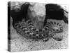 Horned Viper-null-Stretched Canvas