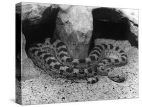 Horned Viper-null-Stretched Canvas