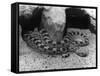 Horned Viper-null-Framed Stretched Canvas