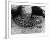 Horned Viper-null-Framed Photographic Print