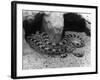 Horned Viper-null-Framed Photographic Print