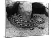 Horned Viper-null-Mounted Photographic Print