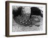 Horned Viper-null-Framed Photographic Print