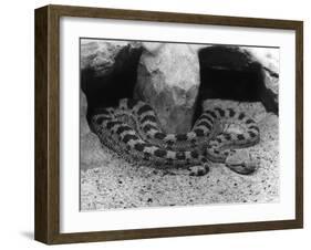 Horned Viper-null-Framed Photographic Print