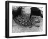 Horned Viper-null-Framed Photographic Print